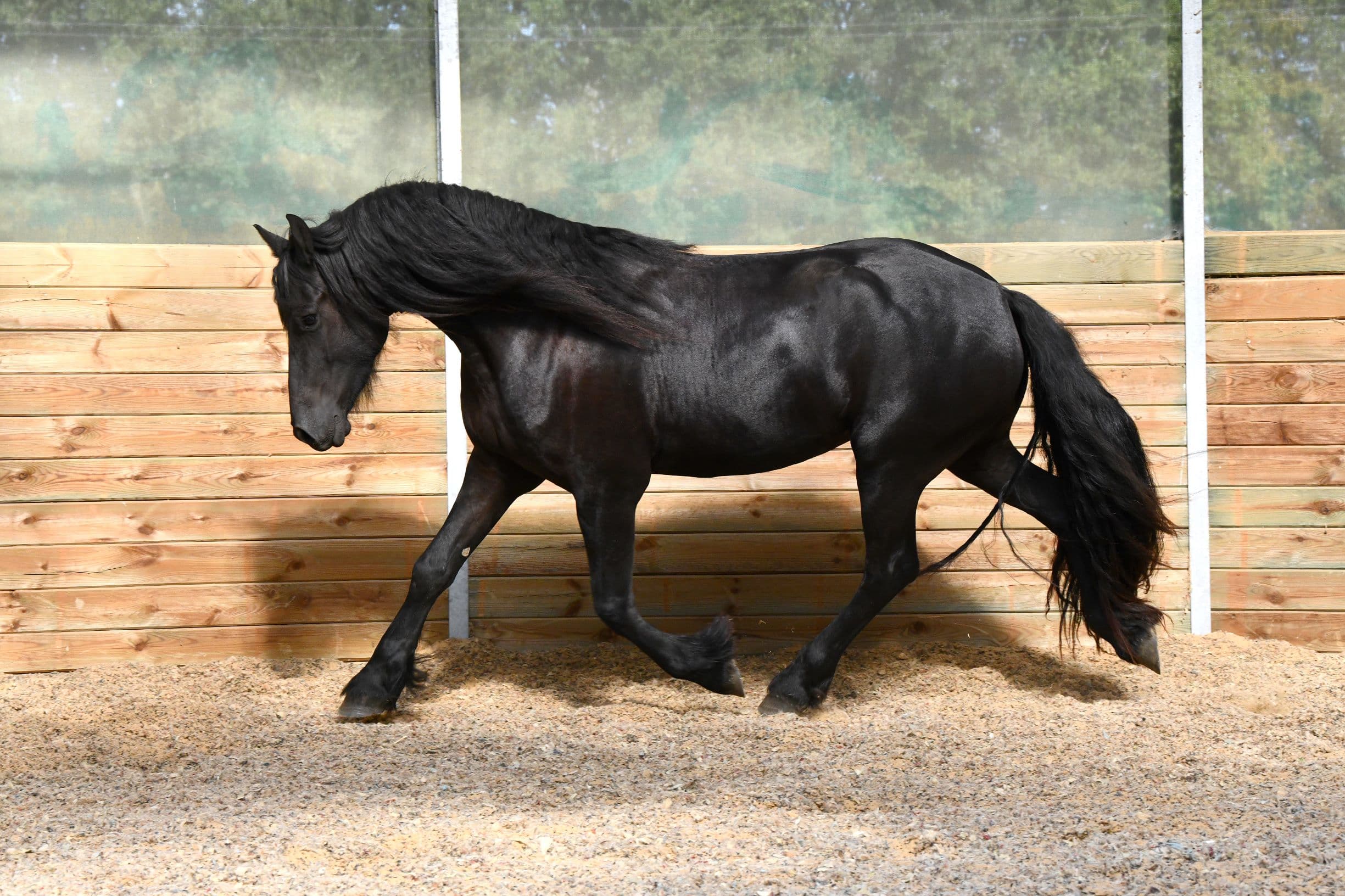 Cheval Elevage du Perche