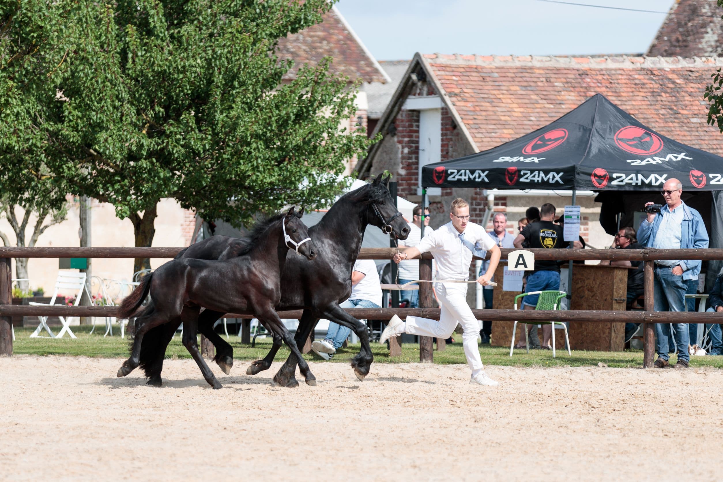 Cheval Elevage du Perche