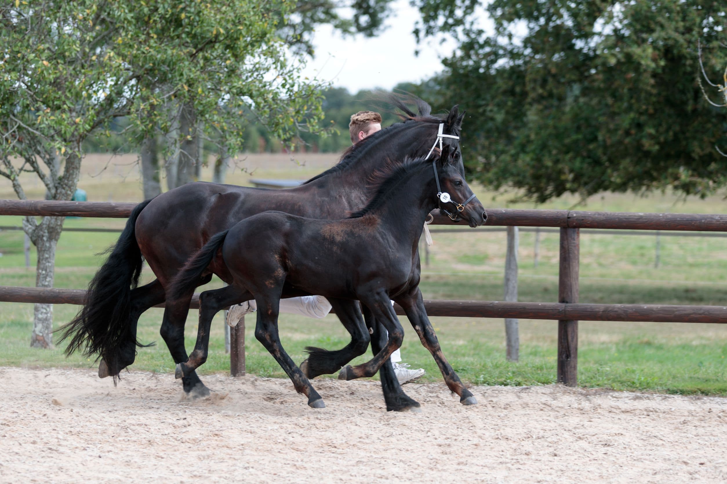 Perfect Look Du Perche
