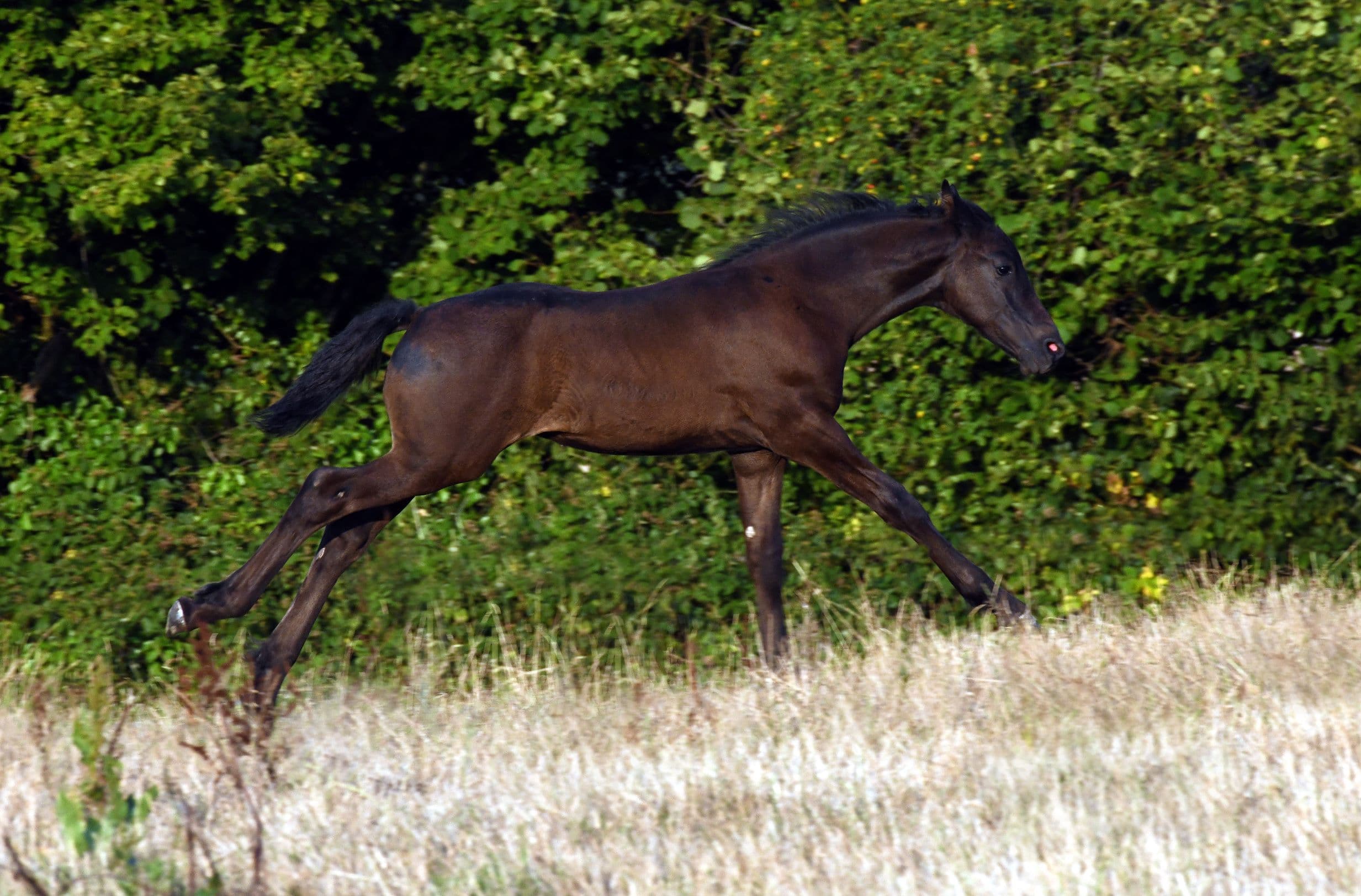Cheval Elevage du Perche