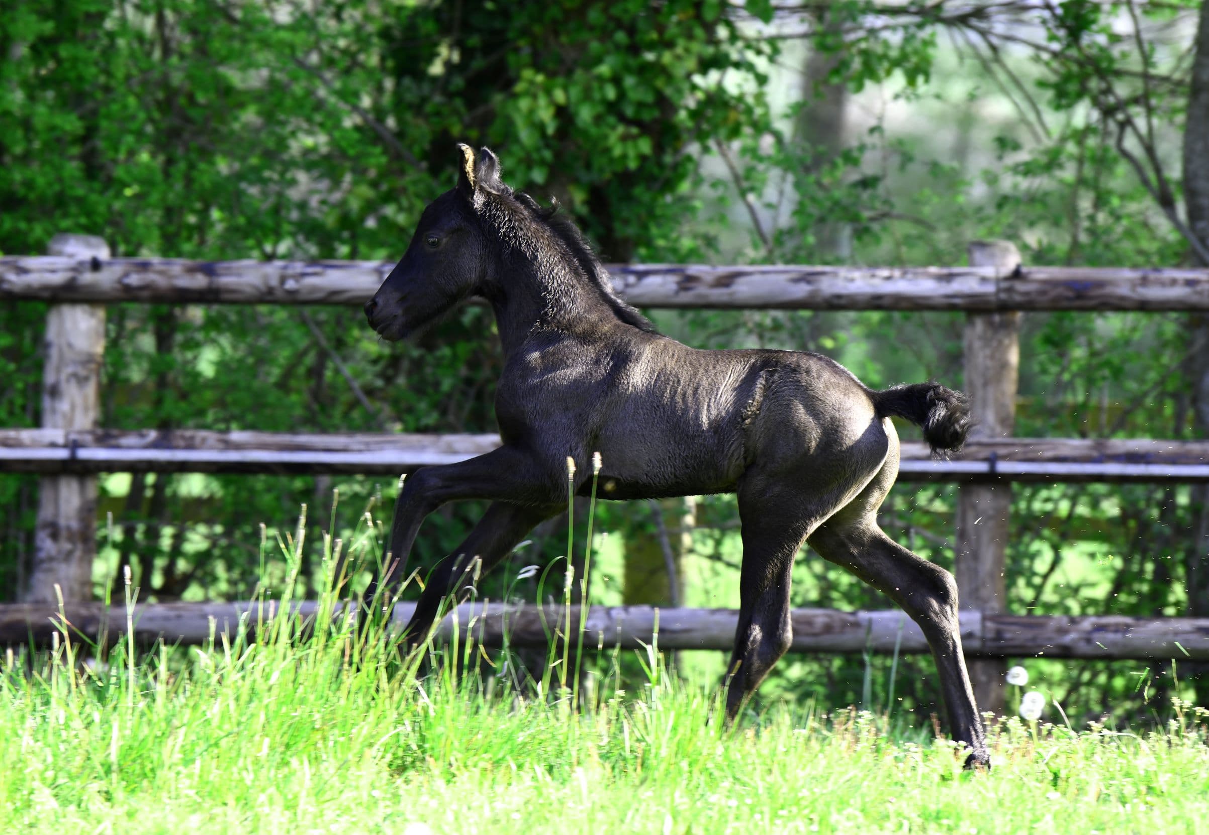 Cheval Elevage du Perche