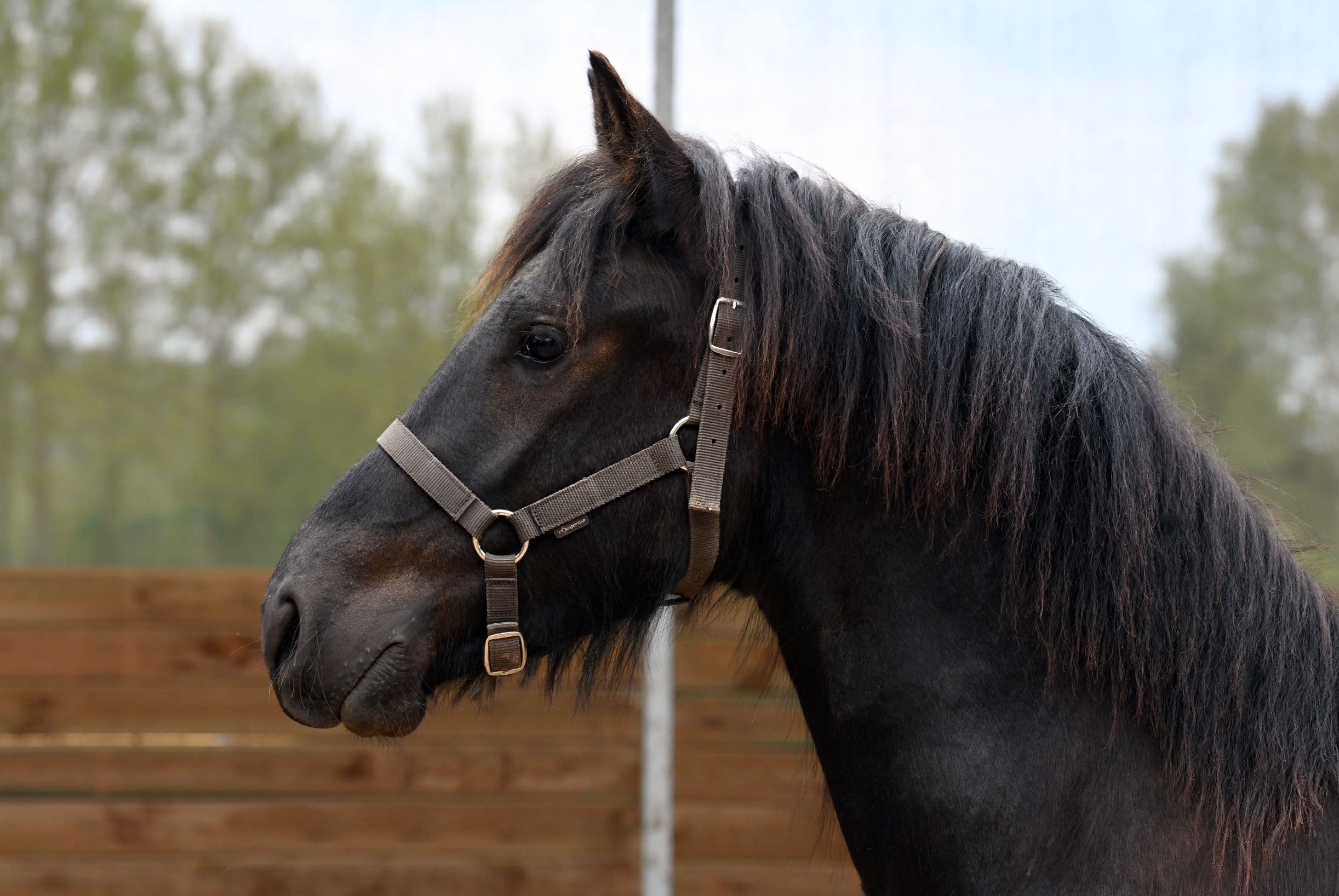 Cheval Elevage du Perche